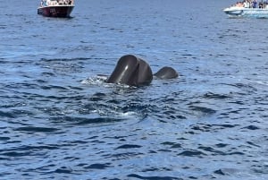 Martinique: Dolphin-Watching Cruise with Snacks