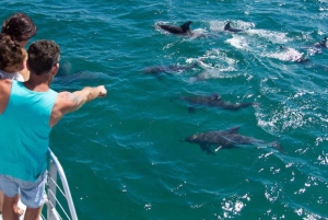 Destin: Crucero de snorkel y avistamiento de delfines