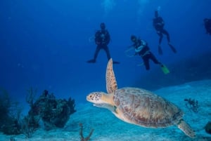 Costa Maya: Discover Scuba Diving Reef Experience