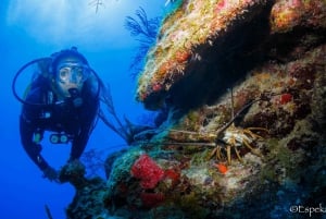 Costa Maya: Discover Scuba Diving Reef Experience