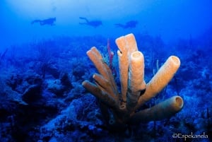 Costa Maya: Discover Scuba Diving Reef Experience