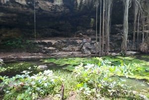 Descubre la Serenidad: Un Recorrido por los Cenotes Ocultos