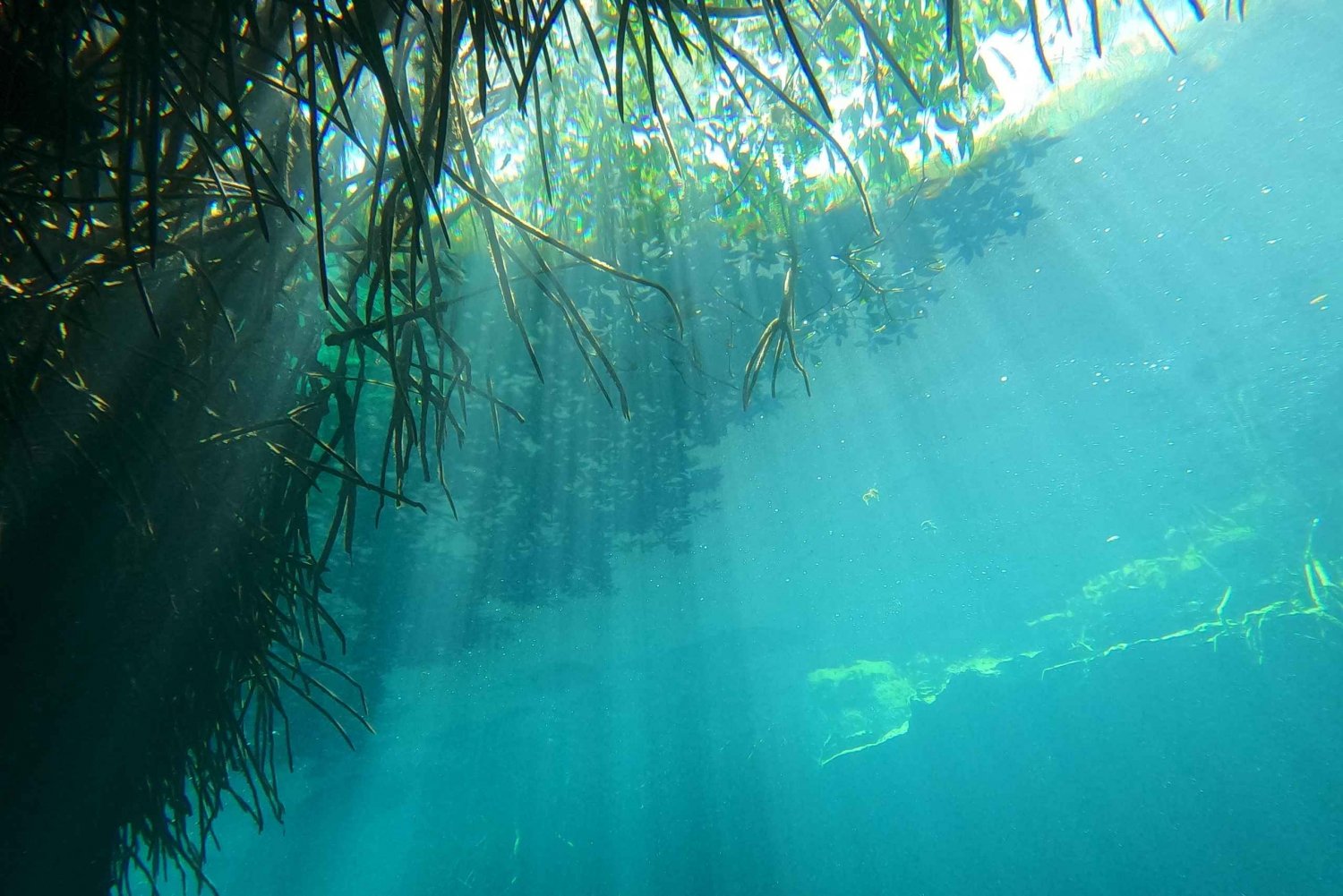 DIVING IN MAYAN CENOTES; THE LARGEST AQUIFER IN THE WORLD