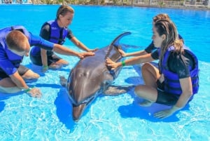 Cabo San Lucas: Dolphin Family Encounter