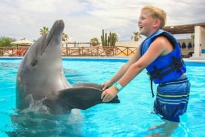 Cabo San Lucas: Dolphin Family Encounter