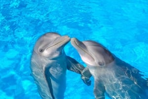 Dolphin Royal Swim VIP en Isla Mujeres