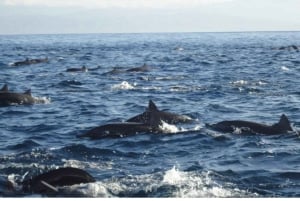 Dolphins and whales watching in Puerto Escondido.