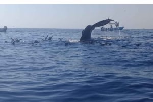 Dolphins and whales watching in Puerto Escondido.