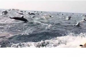 Dolphins and whales watching in Puerto Escondido.