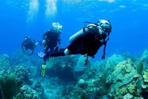 Ensenada: Inmersión guiada con dos tanques en el Parque de Buceo Arbolitos