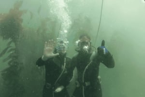 Ensenada: Inmersión guiada con dos tanques en el Parque de Buceo Arbolitos