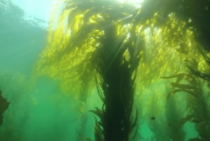 Ensenada: Inmersión guiada con dos tanques en el Parque de Buceo Arbolitos