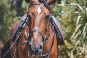 Ensenada: Horseback Riding at Playa Hermosa Beach