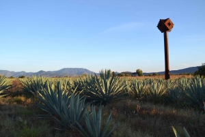 Ensenada: Mezcal, Tequila, & Ceviches Guided Tasting Tour