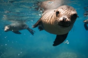 Espiritu Santo Island: Private Boat Trip & Sea Lions