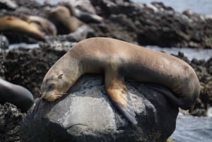 Espiritu Santo Island: Private Boat Trip & Sea Lions