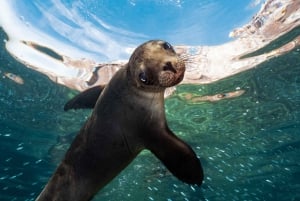 Isla Espíritu Santo: Aventura de snorkel con leones marinos