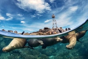 Isla Espíritu Santo: Aventura de snorkel con leones marinos