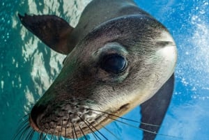 Isla Espíritu Santo: Aventura de snorkel con leones marinos