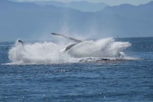 Exciting Humpback Whale Tour + Food: Puerto Vallarta