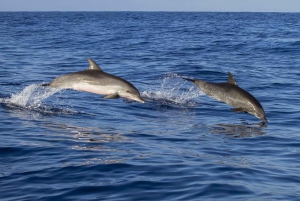 Dolphin excursion in Martinique