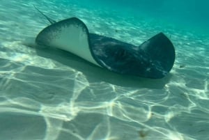 Excursión FRANCOPHONE inoubliable Cozumel El Cielo et tortue