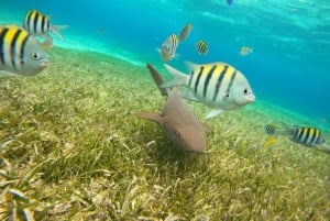 Excursión FRANCOPHONE inoubliable Cozumel El Cielo et tortue