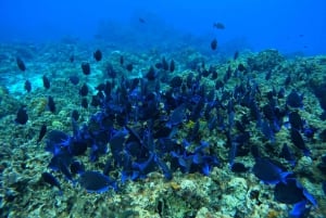 Excursión FRANCOPHONE inoubliable Cozumel El Cielo et tortue