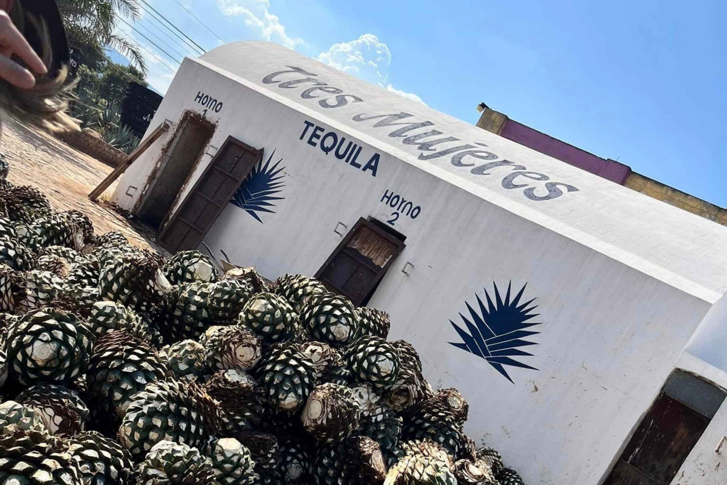 Explore Tequila: Private Trip from Guadalajara
