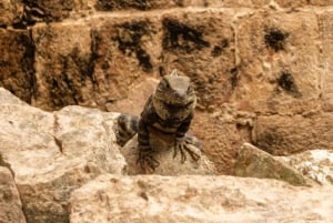 Tour guiado por Uxmal y los increíbles cenotes con comida desde Mérida