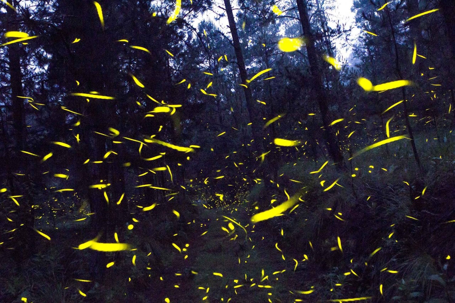 Firefly Sanctuary Summer Season