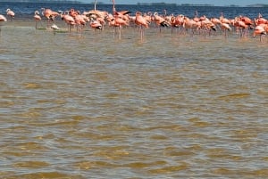 flamingo tour in Rio Lagartos, Yucatan 3 hours