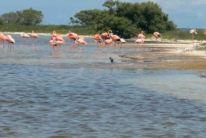 flamingo tour in Rio Lagartos, Yucatan 3 hours