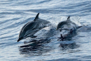 Fort Walton Crucero para descubrir los delfines y hacer snorkel
