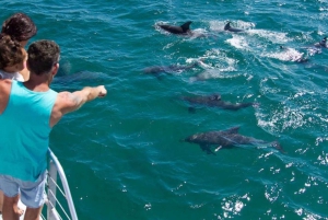 Fort Walton: Dolphin Discovery and Snorkeling Cruise