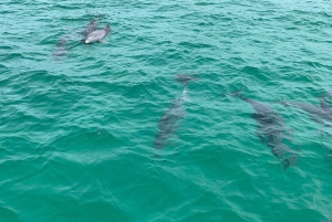 Fort Walton Crucero para descubrir los delfines y hacer snorkel