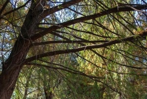 Frida for a day in Xochimilco