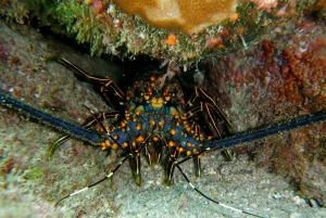 From Cabo: Cabo Pulmo Marine Park Snorkeling and Kayaking