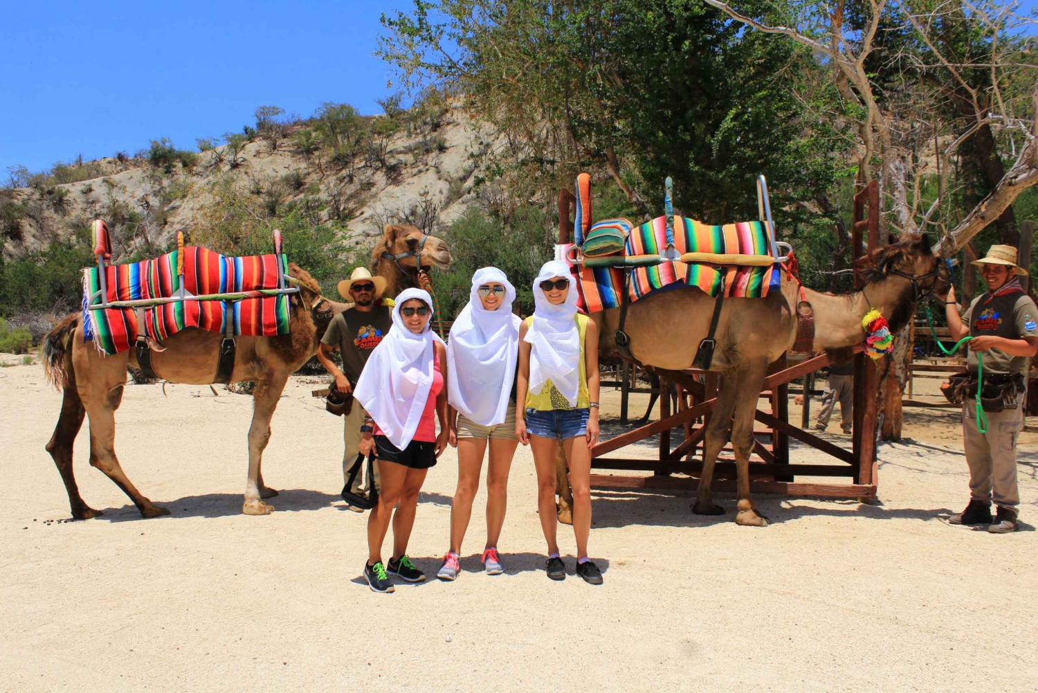 From Cabo: El Tule Canyon Camel Adventure