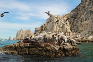 From Cabo San Lucas: Lovers Beach and El Arco Boat Trip
