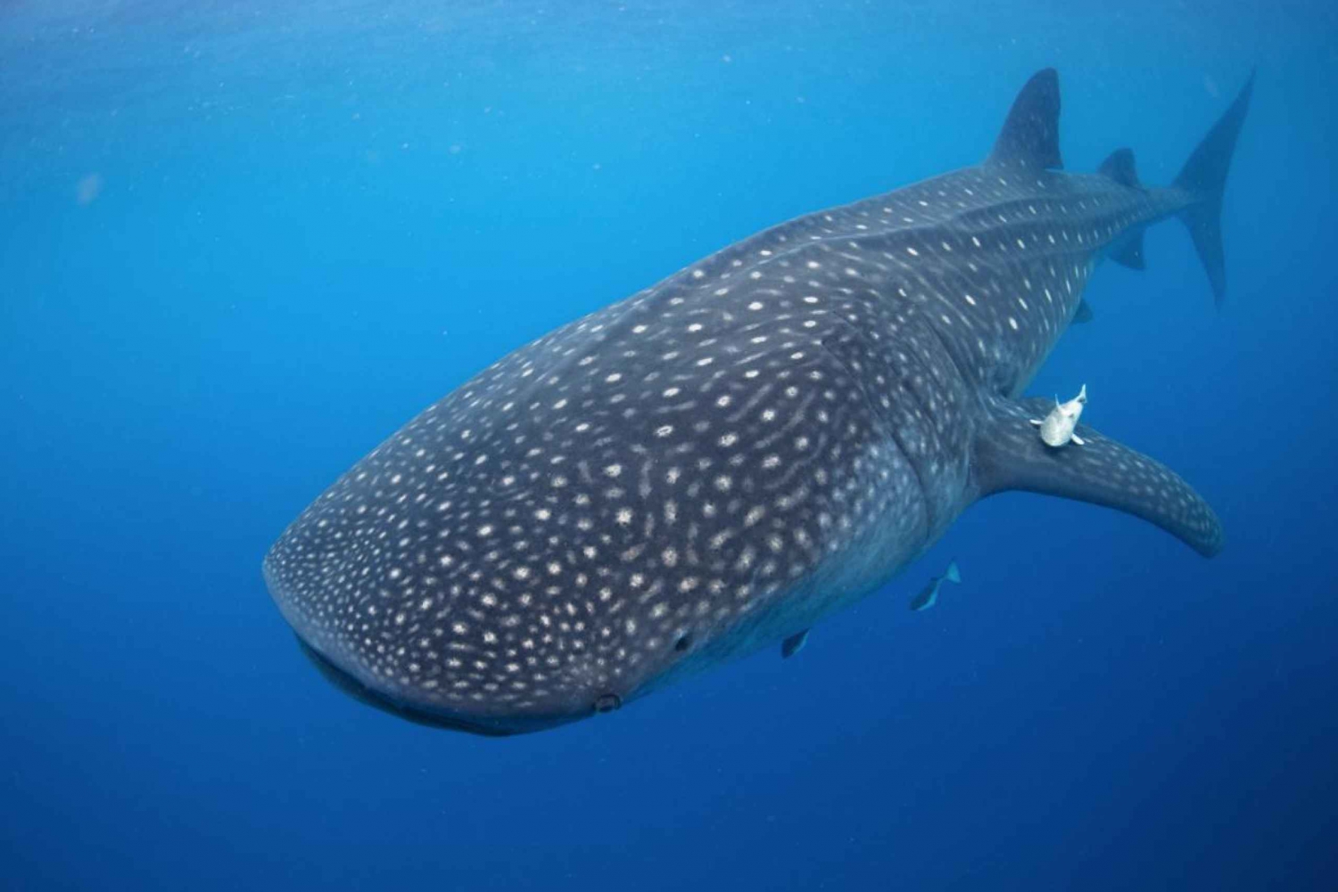 From Cabo: Snorkel with Whale Sharks in La Paz