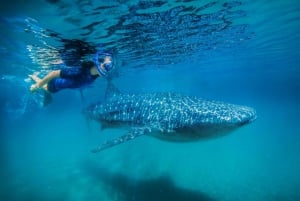 Desde Cabo: Bucea con tiburones ballena en La Paz