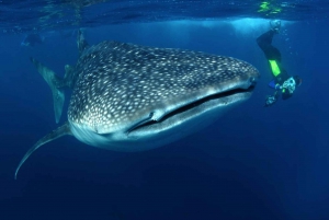 Desde Cabo: Bucea con tiburones ballena en La Paz