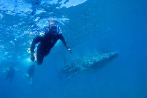 Desde Cabo: Bucea con tiburones ballena en La Paz