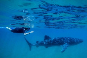 Desde Cabo: Bucea con tiburones ballena en La Paz