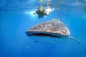 Desde Cabo: Bucea con tiburones ballena en La Paz