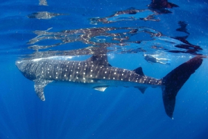 Desde Cabo: Bucea con tiburones ballena en La Paz