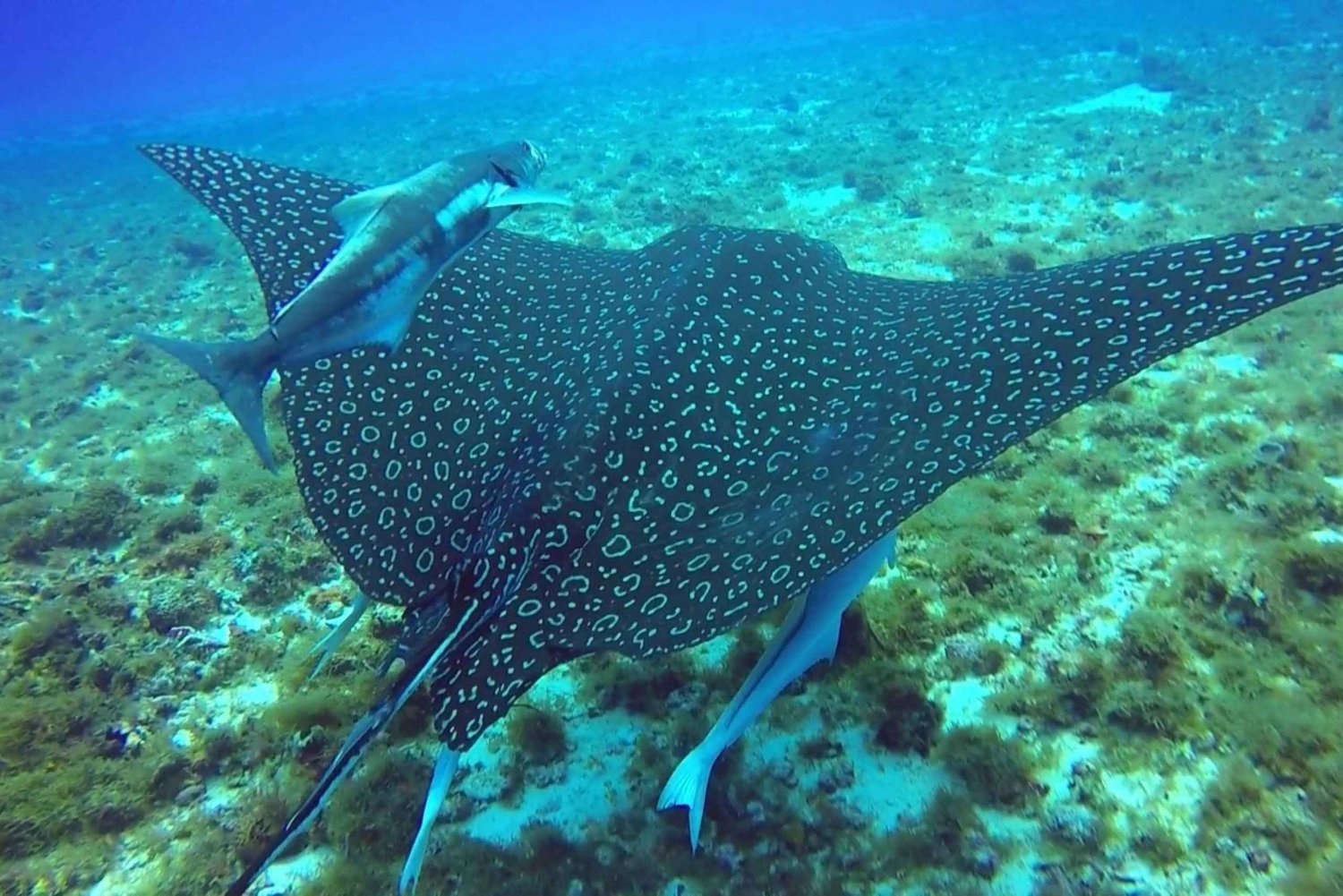 From Cancun and Riviera Maya: Cozumel Snorkeling Tour in Mexico