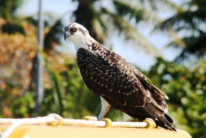 From Cancun: Contoy and Isla Mujeres Day Tour