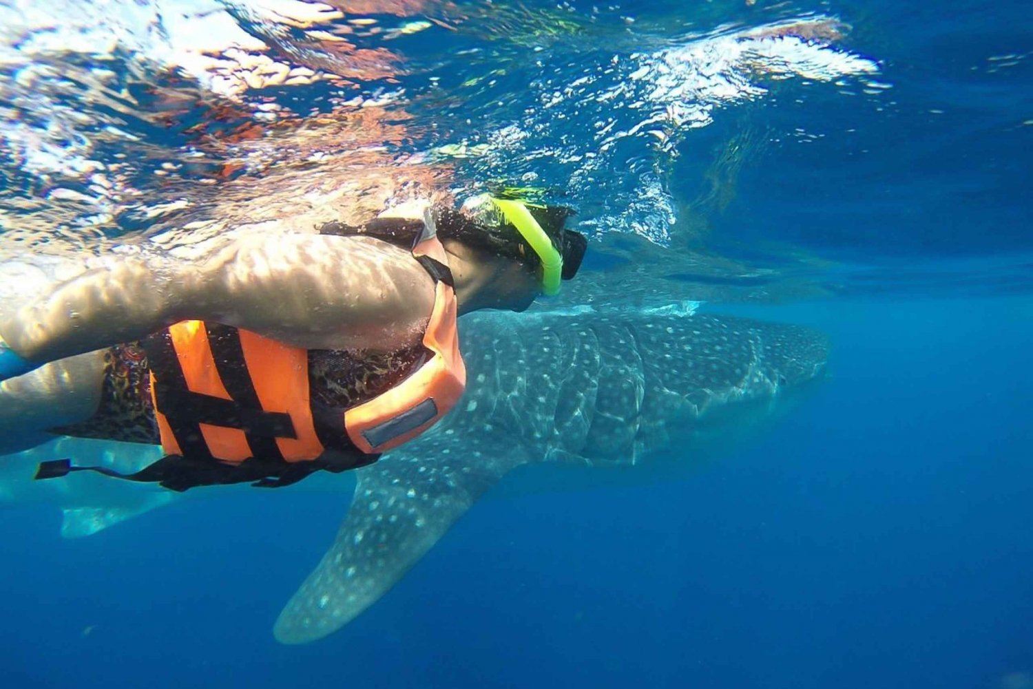 Desde Cancún: tour de medio día de esnórquel con tiburones ballena